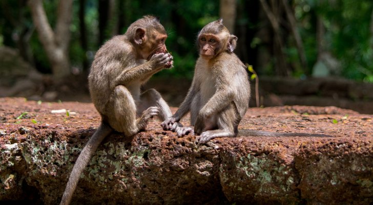 هل أعلنت منظمة الصحة العالمية حالة الطوارئ بسبب جدري القرود؟